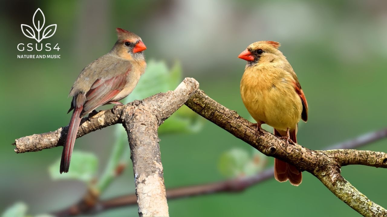 10 Hours Relaxing Birdsong | Tranquil Morning Birdsong for Calm, Focus & Serenity - Sleep Sounds