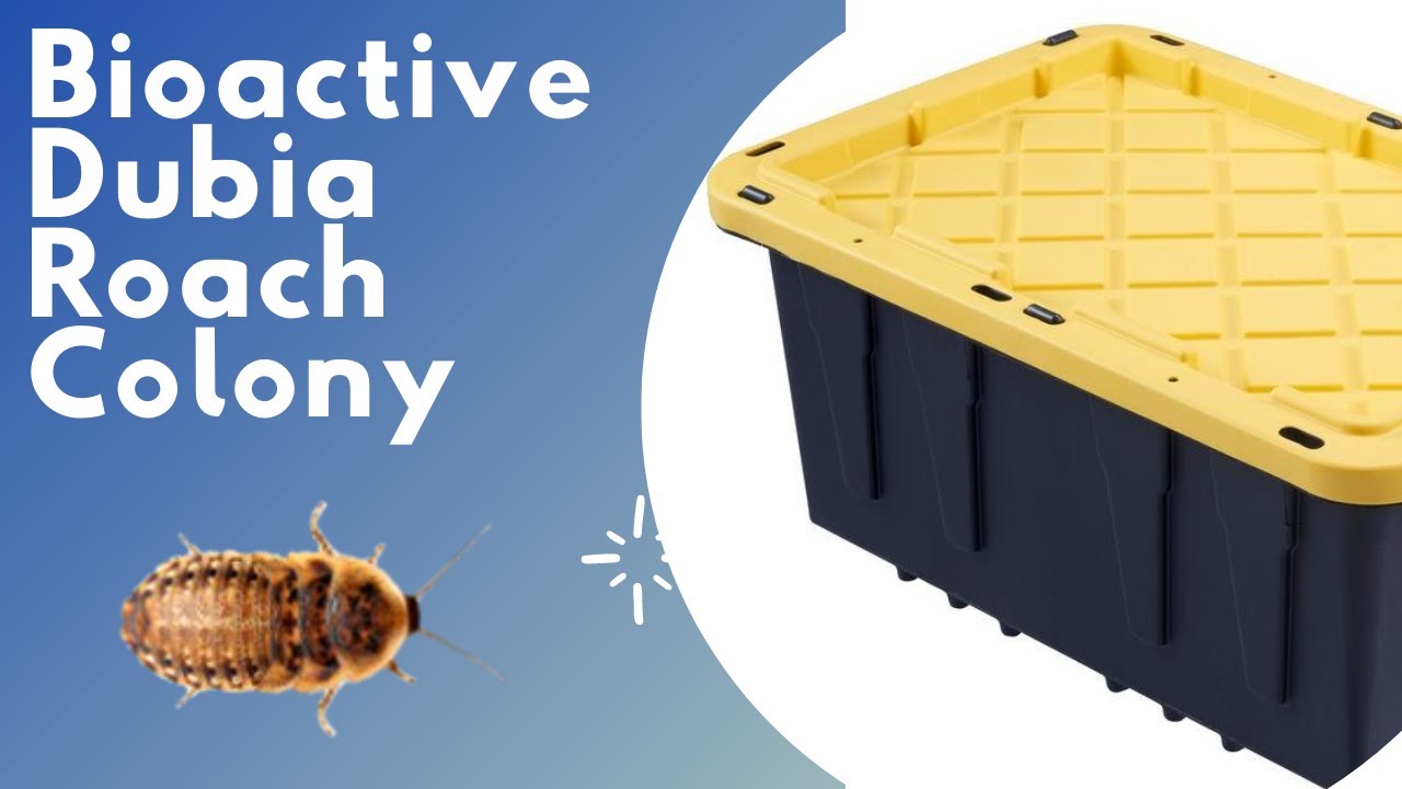 Building a Bioactive Dubia Roach Colony