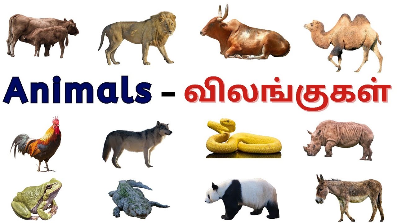 Animal names🐕🦬🐿️🦏/விலங்குகளின் பெயர்கள்/Farm animals/Wild animals/Domestic animals@SriDharaniekids