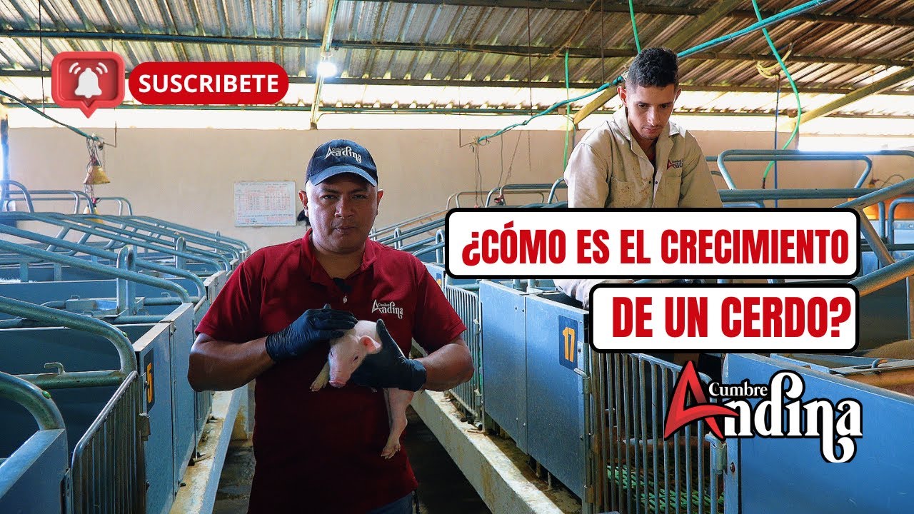 ¿Cómo es el crecimiento de un cerdo?