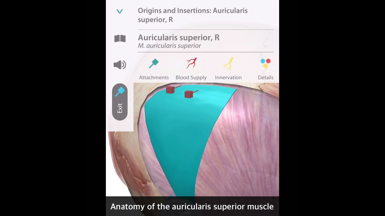 「解剖学」上耳介筋 Anatomy of the auricularis superior muscle #Short