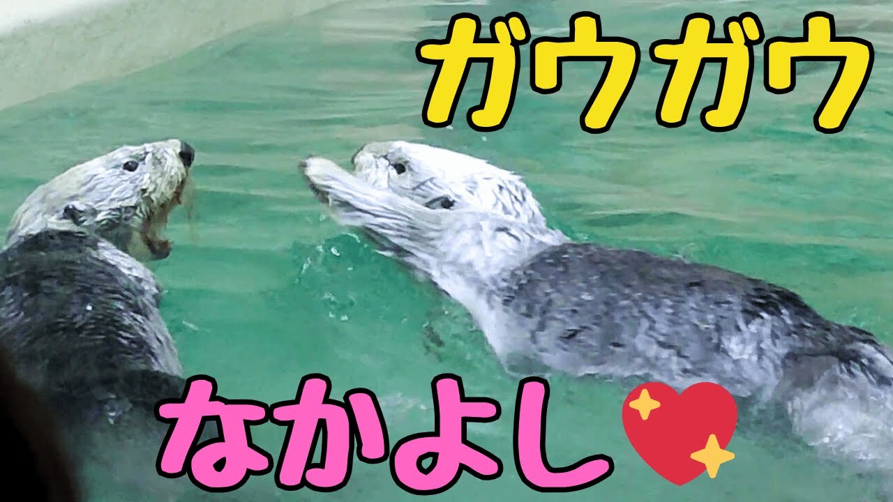 ラッコ 激しくじゃれ合うメイちゃんとキラちゃん！ガウガウなかよし❣️メインプールはお掃除中！ ※効果音は演出です #鳥羽水族館 #seaotter #meoTube_Travel