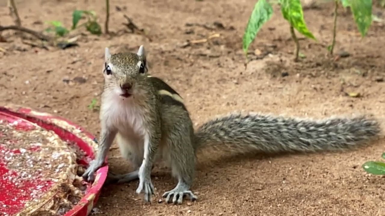 Squirrels' reactions to nuts wonder