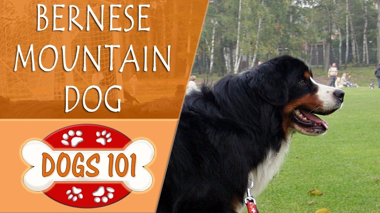 Dogs 101 - BERNESE MOUNTAIN DOG - Top Dog Facts About the BERNESE MOUNTAIN DOG