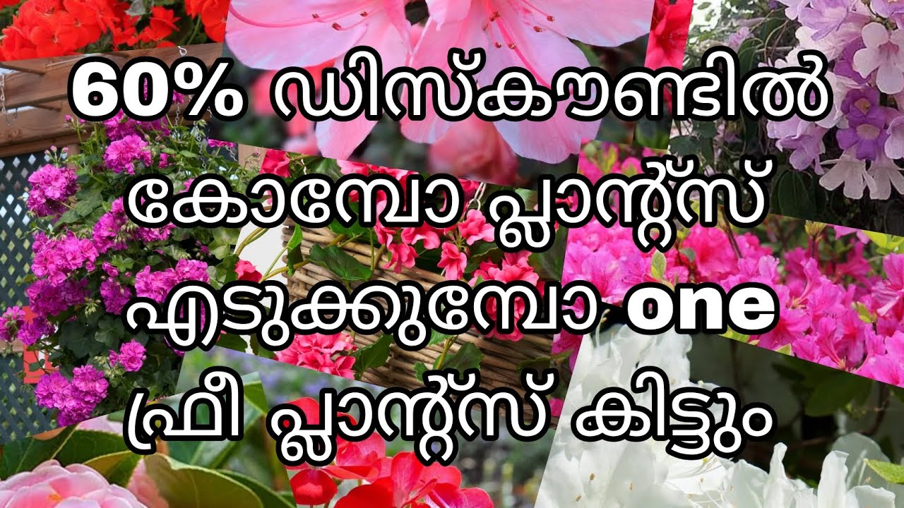 60% ഡിസ്‌കൗണ്ടിൽ കോമ്പോ പ്ലാന്റ്സ് എടുക്കുമ്പോ one ഫ്രീ പ്ലാന്റ്സ് കിട്ടും. ഇത്  one വീക്ക്‌ മാത്രം 