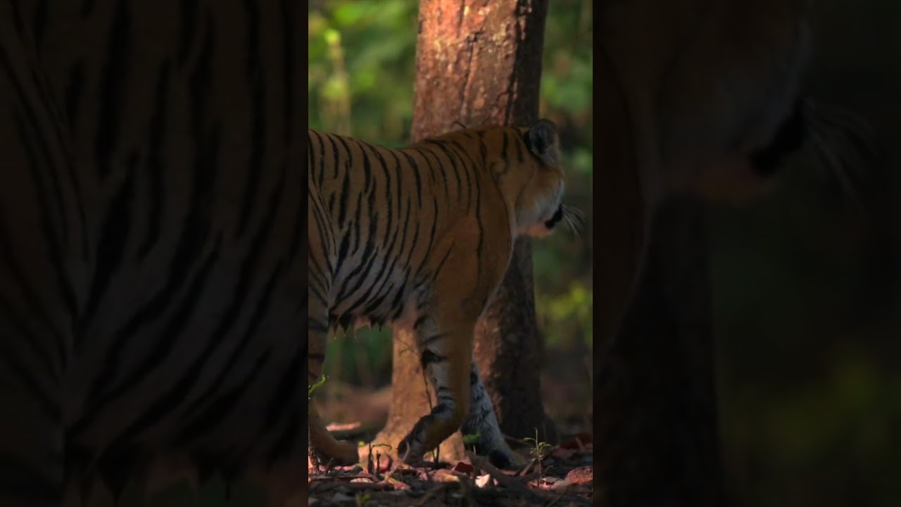 Unbelievable Way I Captured This Epic Tiger Footage!
