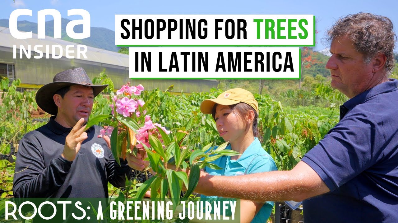 Searching Across The World For Trees For Singapore's Gardens By The Bay | ROOTS: A Greening Journey