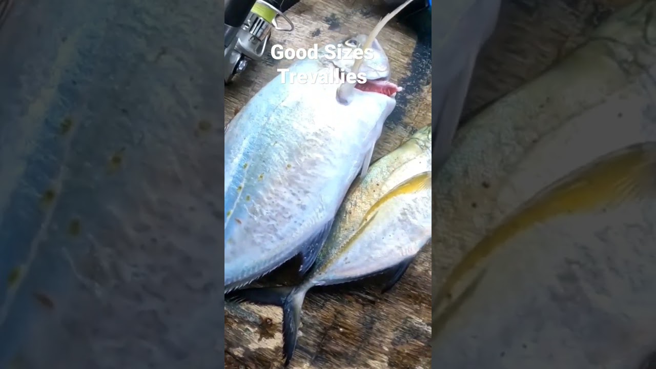 Successful Trevally Hunt😍. Ultralight Fishing in an Island. 