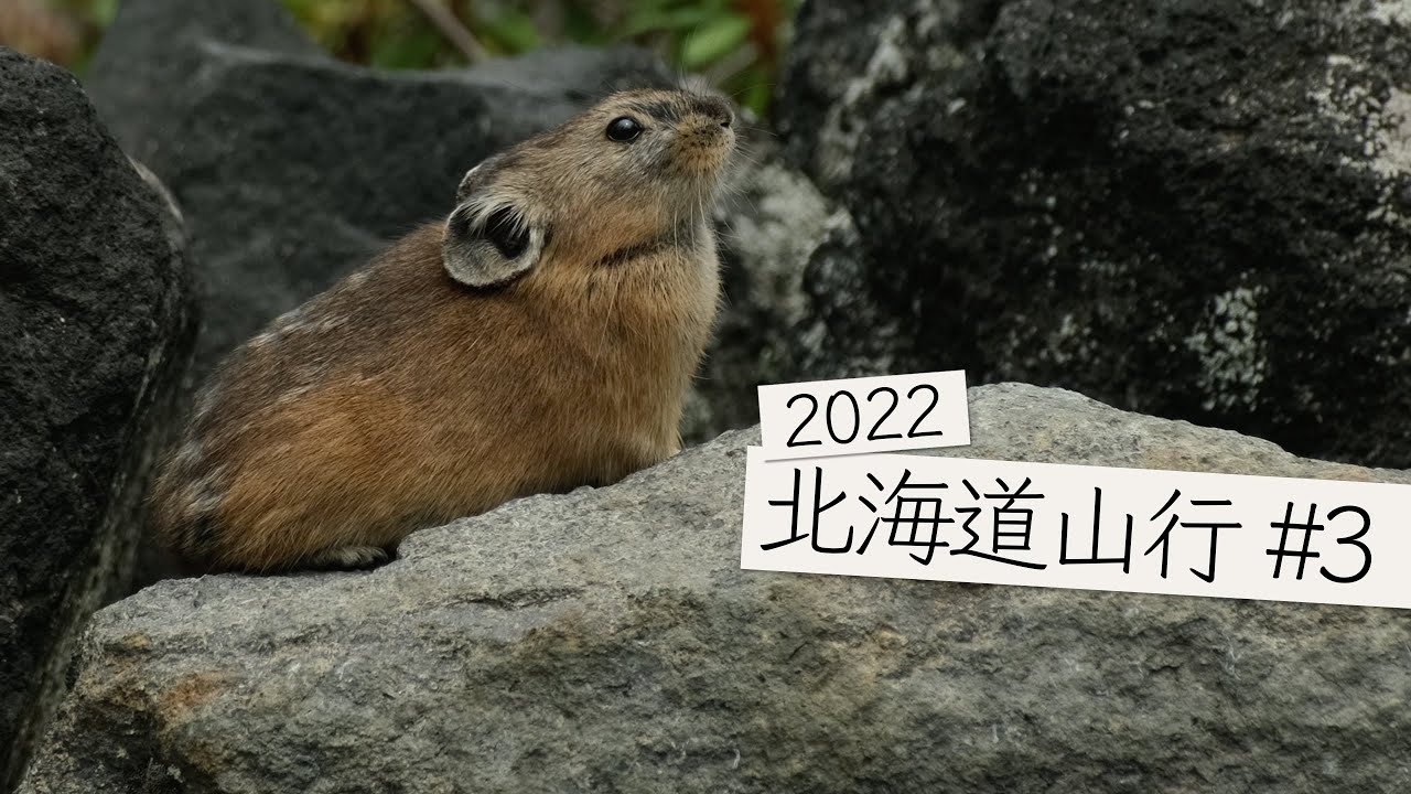 北海道山行#3 ナキウサギを捕獲(撮影)する為に十勝岳 望岳台へ 4K