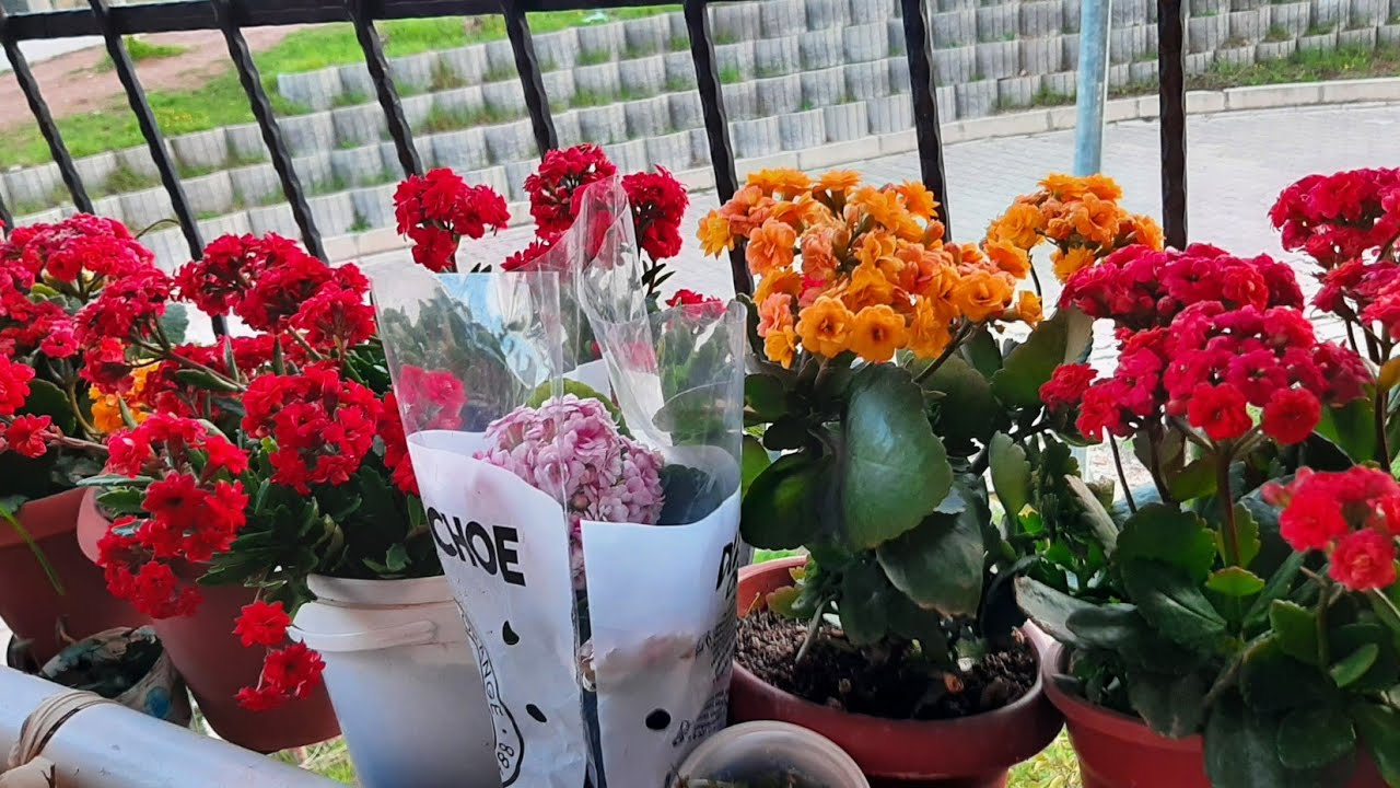 Oğlumun Çiçek Hediyesi! ( Kalanşo  çok güzel yeni bir renk )🥰