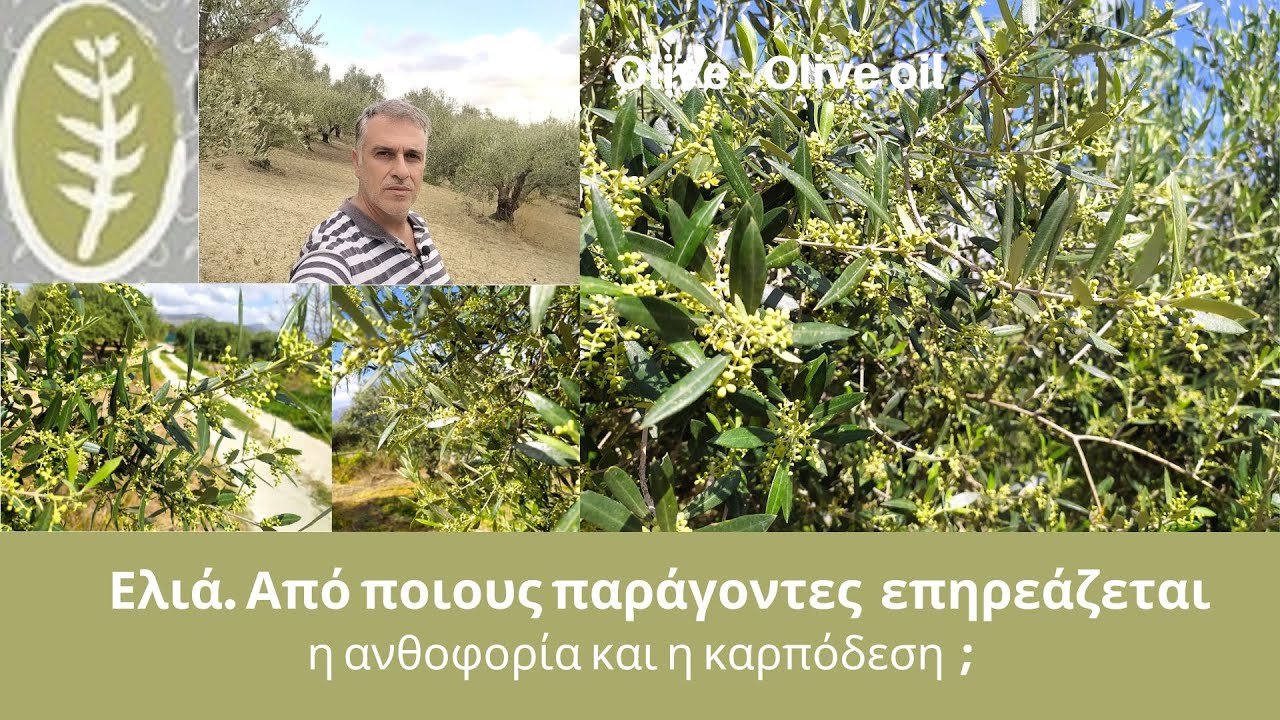 Ελιά  Από ποιους παράγοντες επηρεάζεται η ανθοφορία και η καρπόδεση;