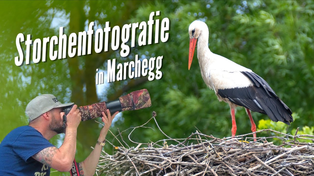 Vogelfotografie: Storchenfotografie in Marchegg