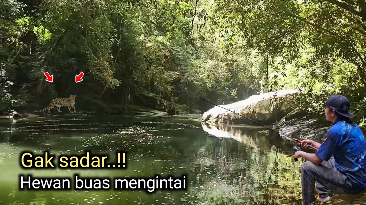 Gak sengaja ketemu harimau..!! Saat mancing di sungai tengah hutan kalimantan