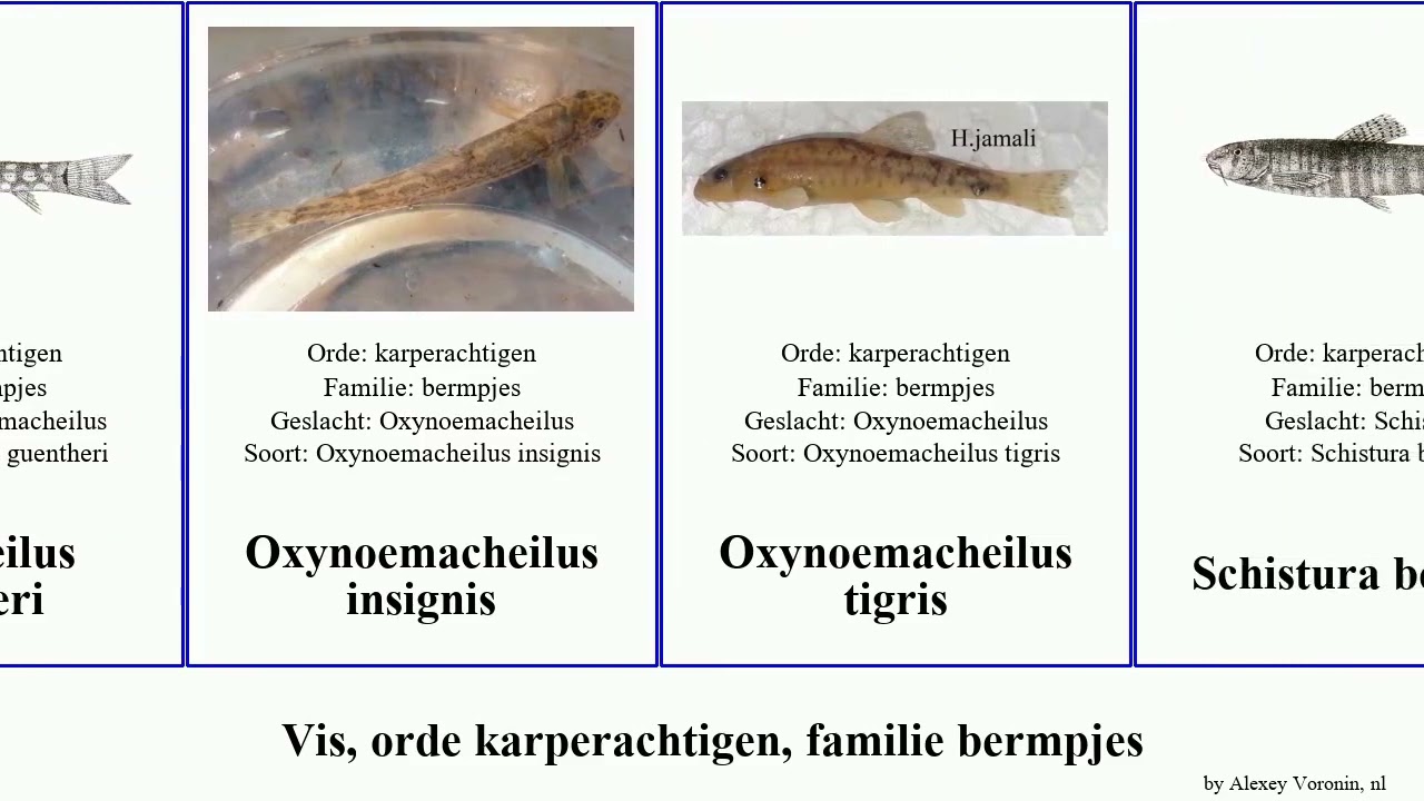 Vis, orde karperachtigen, familie bermpjes fish tigris insignis Nemacheilus Oxynoemacheilus Fuse