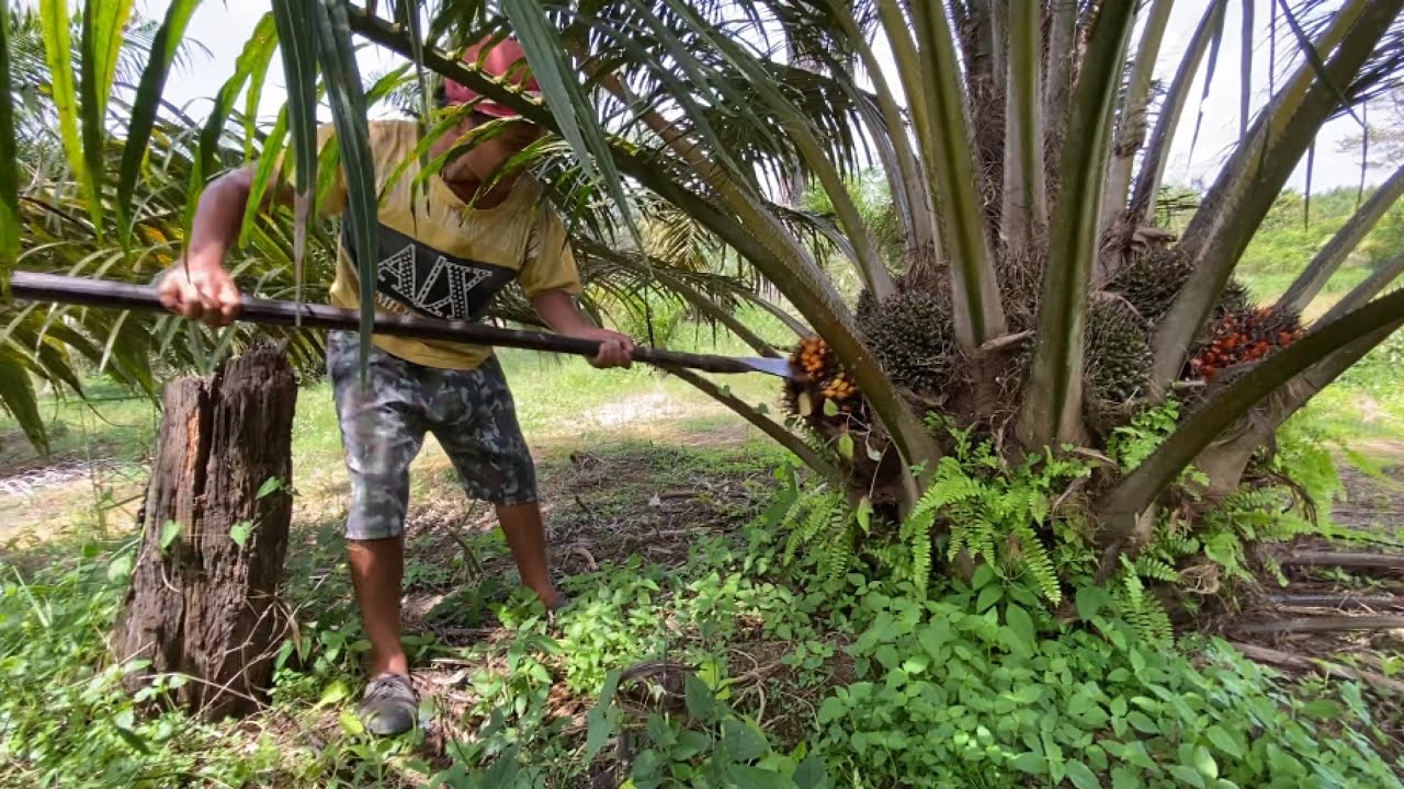 MBOYOK PAK.!! HASIL PANEN BUAT BELI JAMU BIYAR KERJA TAMBAH SEMANGAT