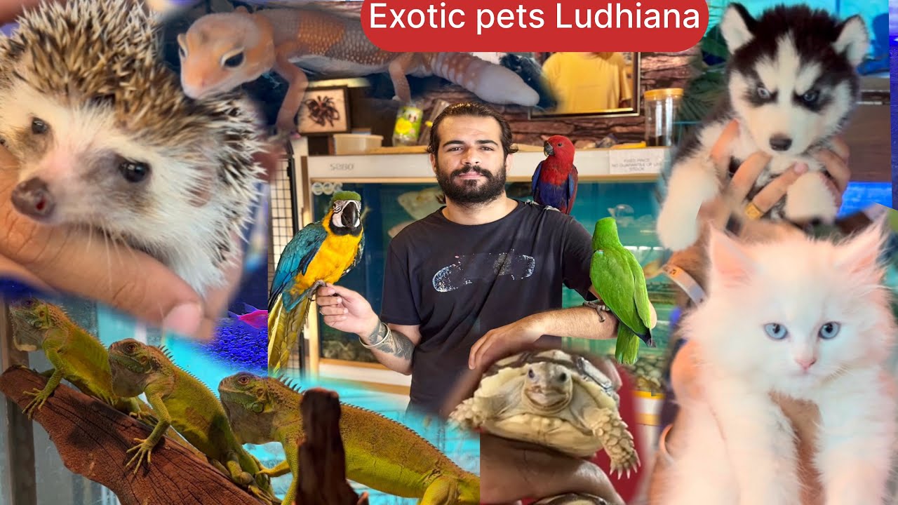 || EXOTIC PETS LUDHIANA || ￼ VIDESI ￼ JAANWAR || IMPORTED PETS ||