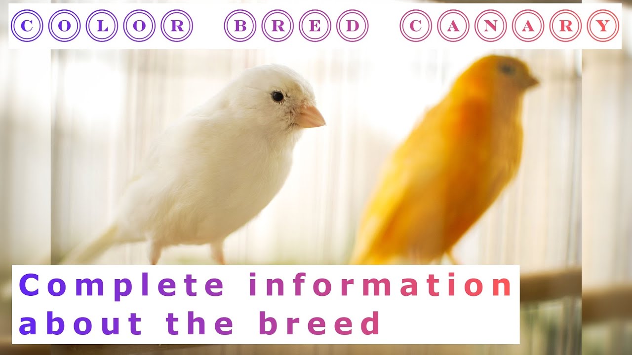 Color Bred Canary. Pros and Cons, Price, How to choose, Facts, Care, History
