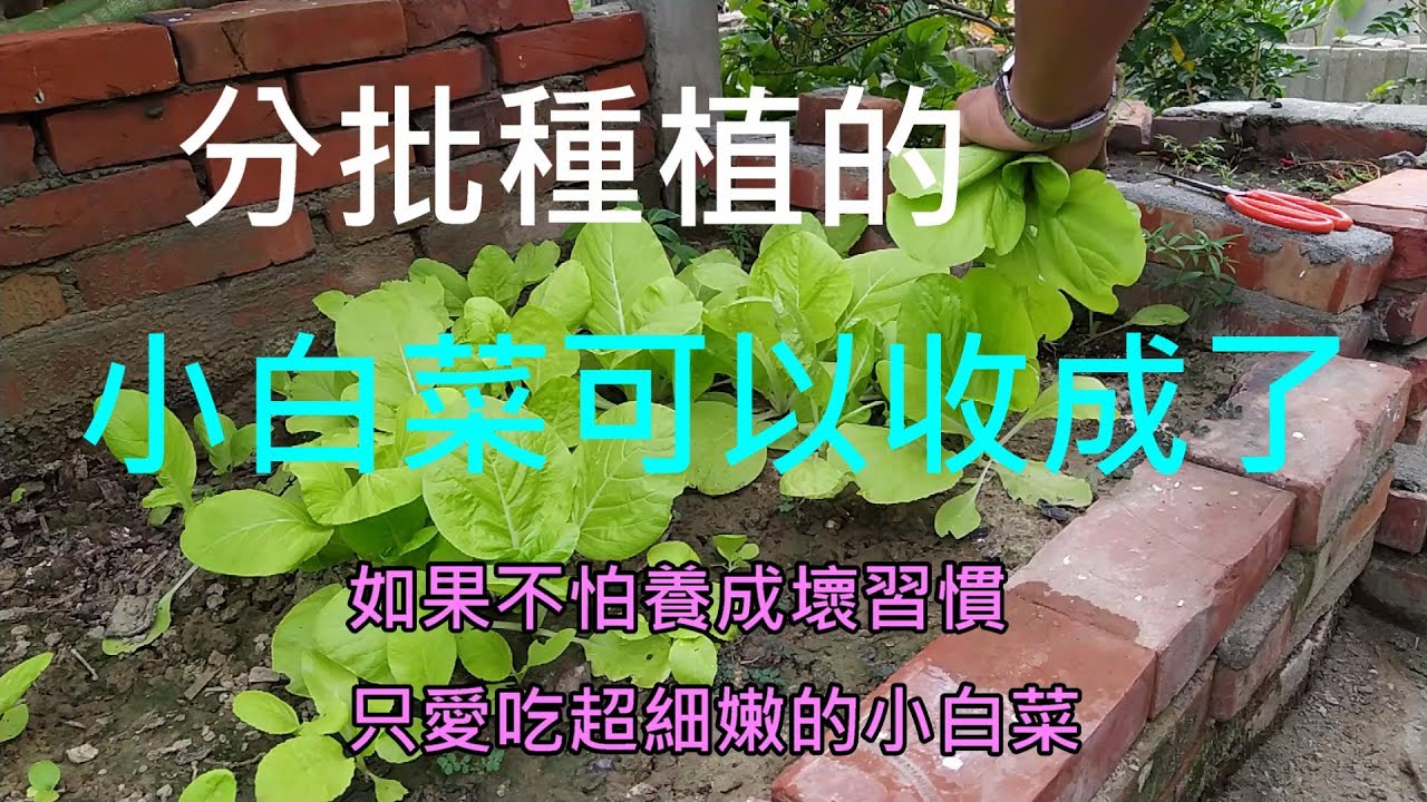 [小白菜種植]01分批種植的小白菜 經過25天後 首批已經進入採收階段 良好的周圍屏障 造就幾無蟲害的....鮮豔脆嫩小白菜...
