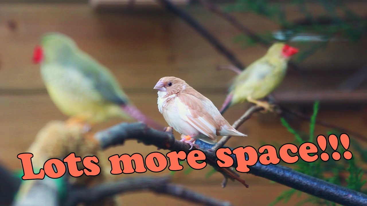 Aviary Finches Released in the Big Bird Breeding Aviary