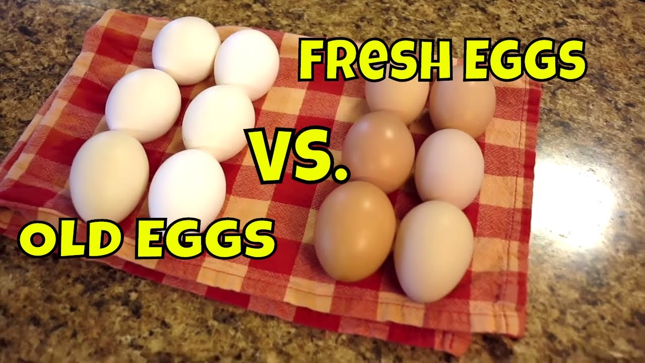 Hard Boiling Fresh Eggs. Homestead Problem SOLVED!!!!
