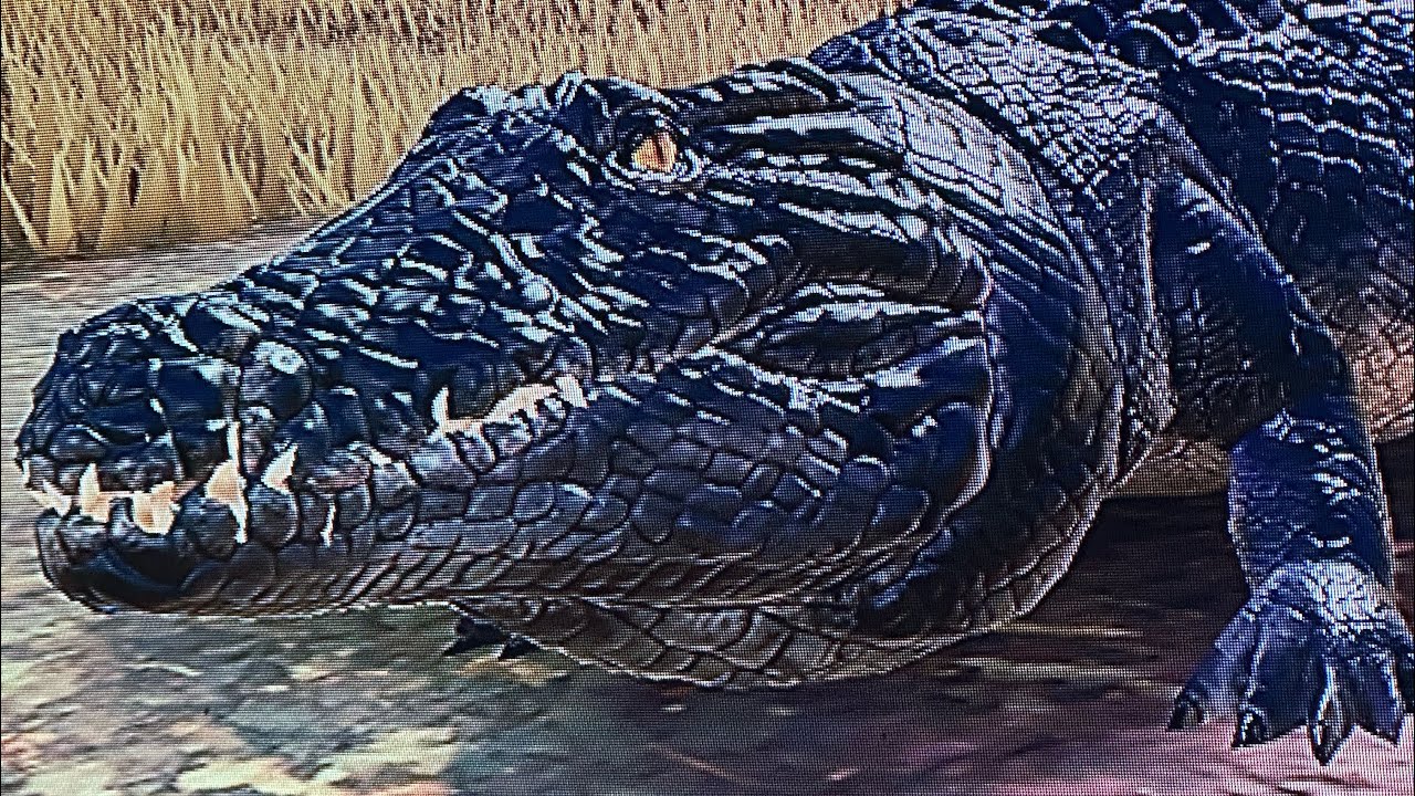 Kosing as croc part2