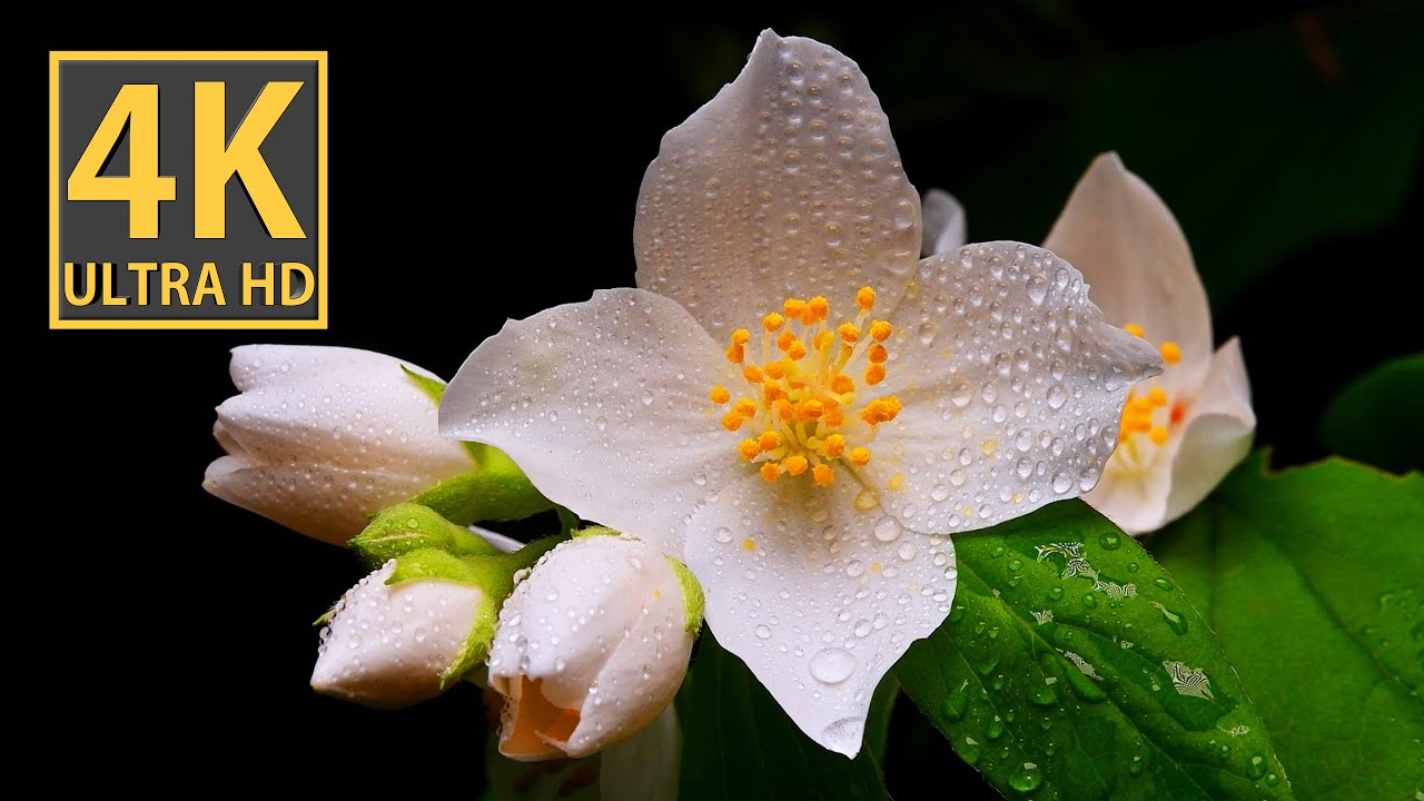 Exquisite Macro Beauty: Rose Hips and Jasmine in Stunning 4K Video