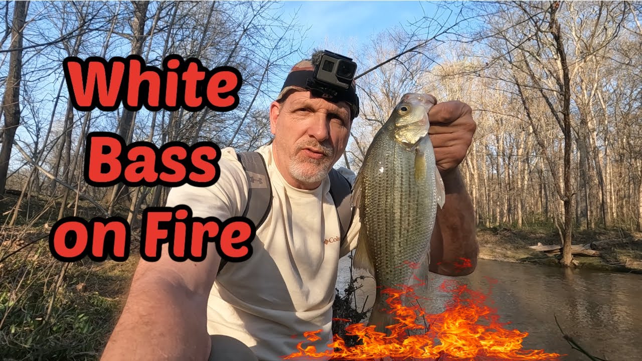 1st White bass of  the 2024 Run  -  Falls lake NC