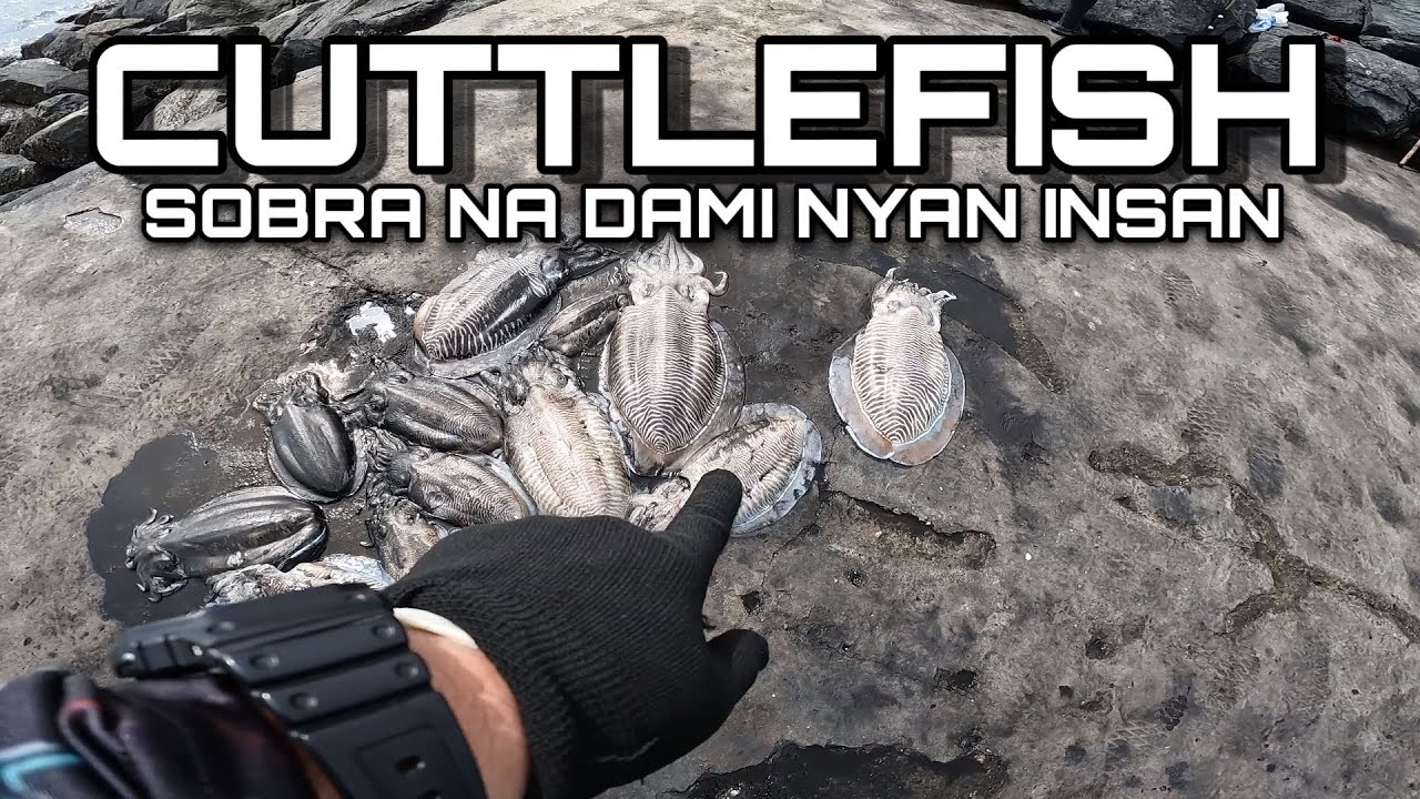 CATCHING CUTTLEFISH IN KUWAIT 🇰🇼 | EASY WAY TO CATCH CUTTLEFISH |