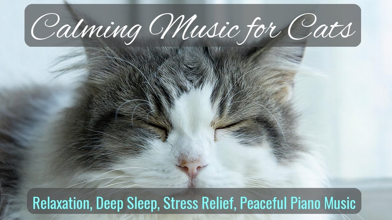 LIVE Cute Kitten Nap Time for Total Relaxation 😌 | Season 31