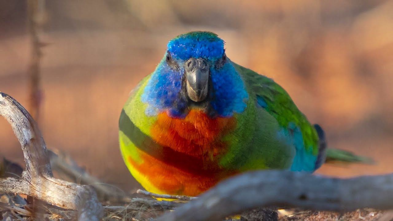 Stunning little Scarlet Chested Parrot's  (Neophema splendida)