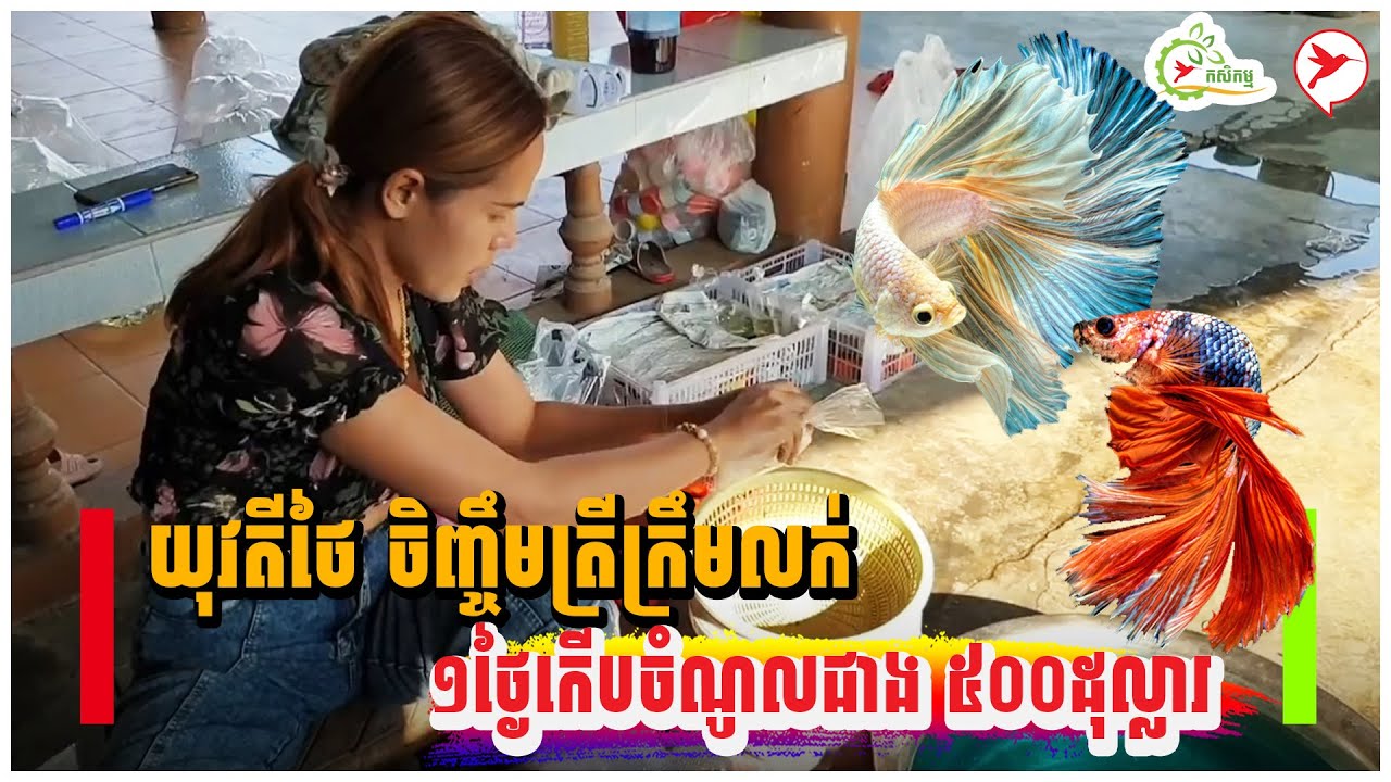 យុវតីថៃ ចិញ្ចឹមត្រីក្រឹមលក់ ១ថ្ងៃកើបចំណូលជាង ៥០០ដុល្លារ | កម្មវិធីកសិកម្ម