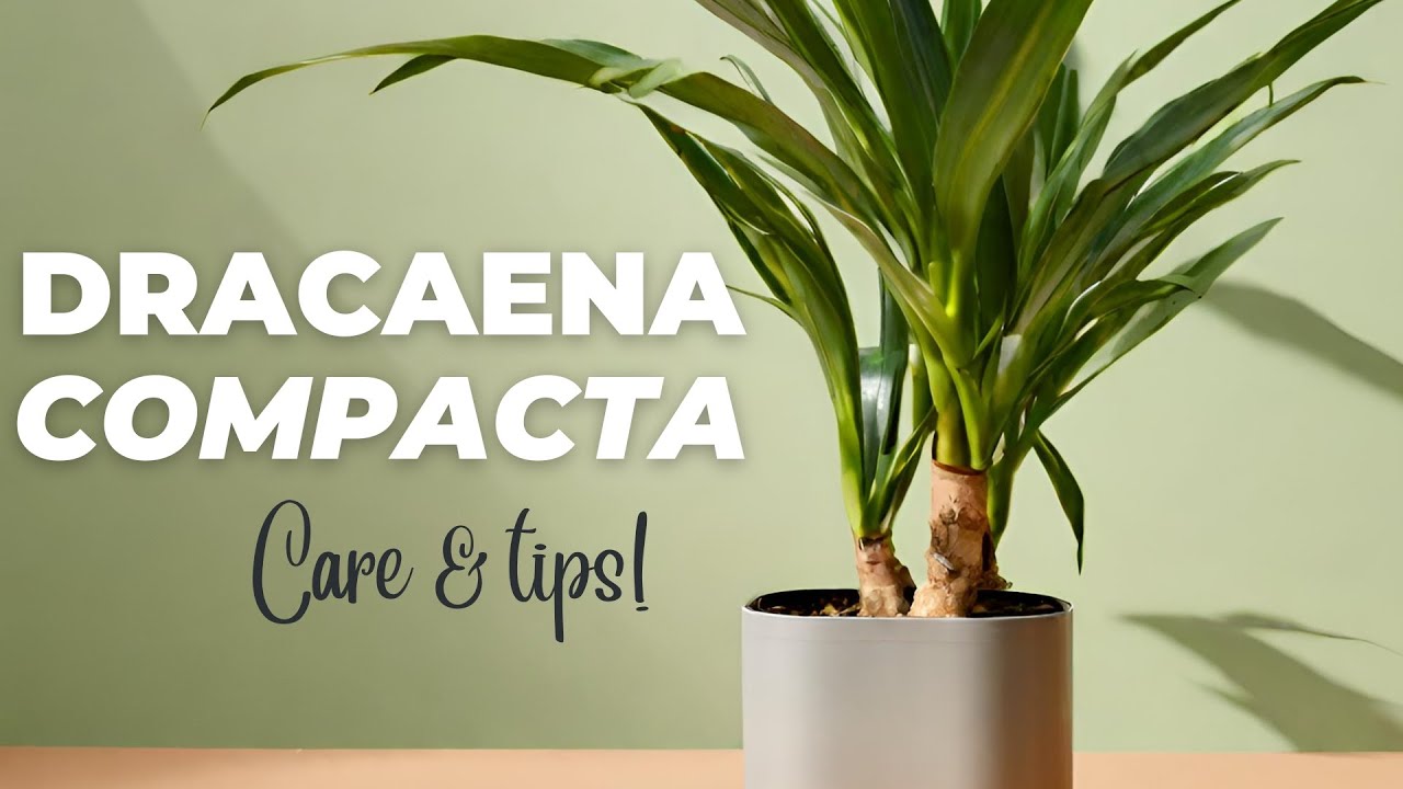 Как быстро ухаживать за драценой компакта и СПАСАТЬ её! (растение Джанет Крейг)