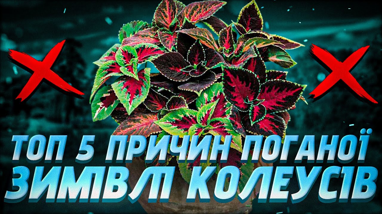 ТОП-5 ПРИЧИН поганої зимівлі КОЛЕУСІВ! Мої правила догляду за колеусом взимку. Сергій Plant Helper