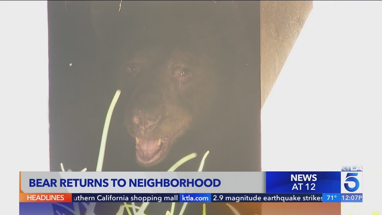 Curious bear keeps returning to hideout under Sierra Madre home  | Wild Animals SoCal
