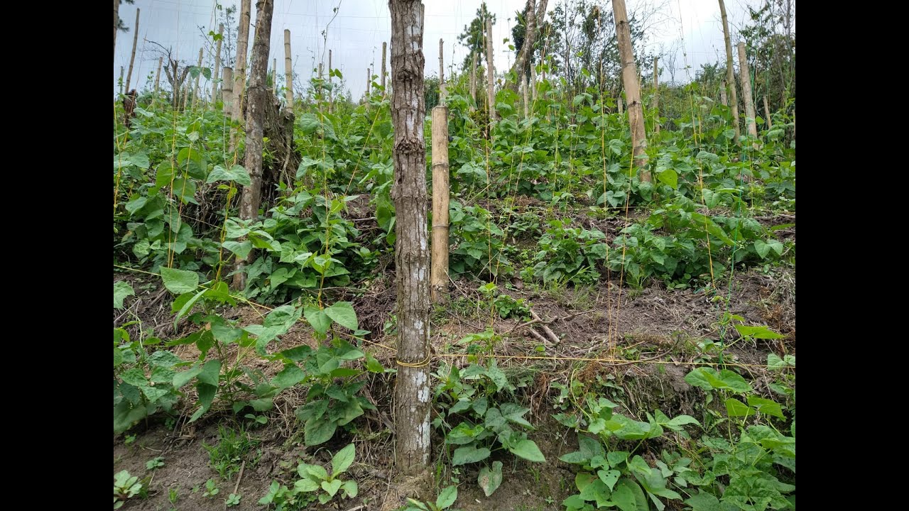 CULTIVO FRIJOL CARGAMANTO / PROCESO DE RESIEMBRA