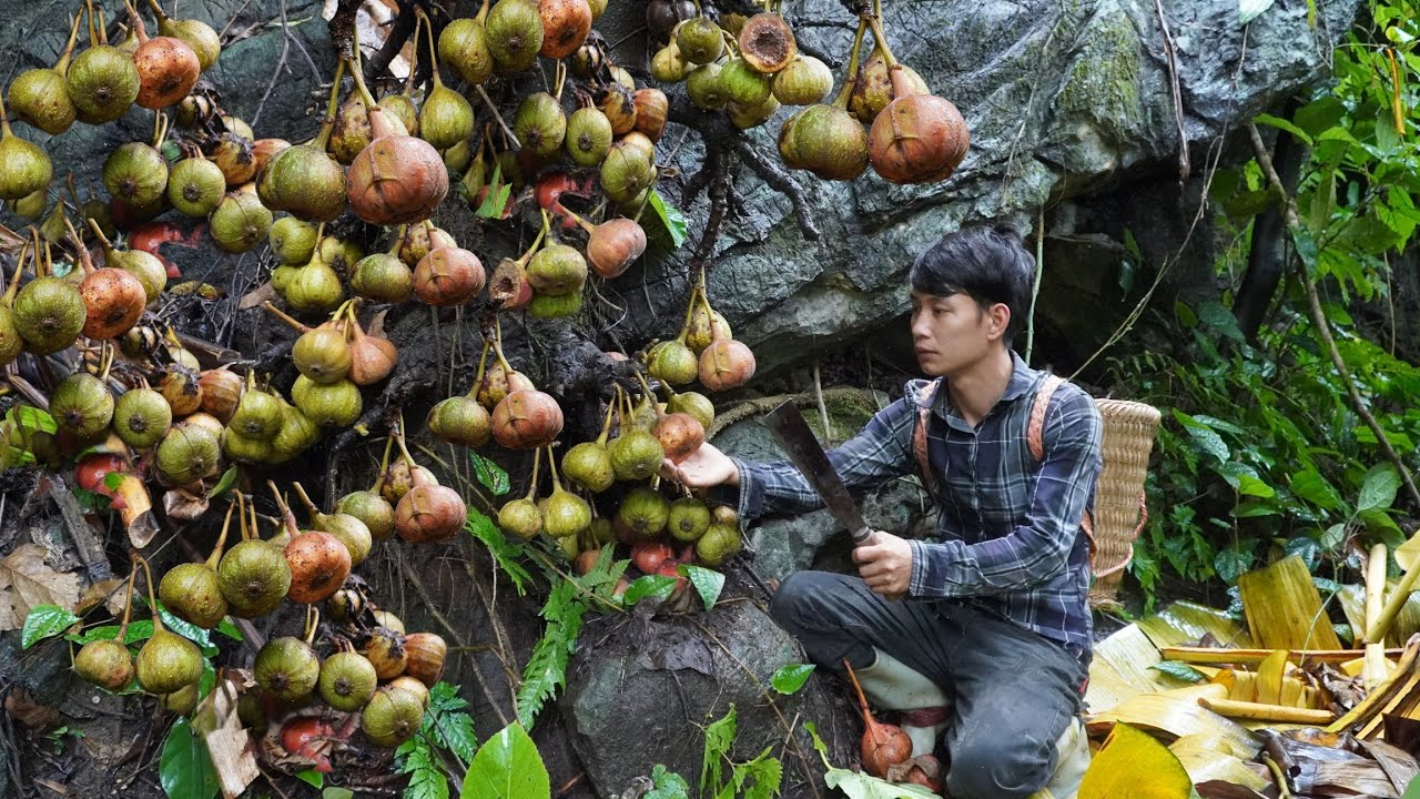 Harvesting large figs - Farm life | Triệu Văn Tính