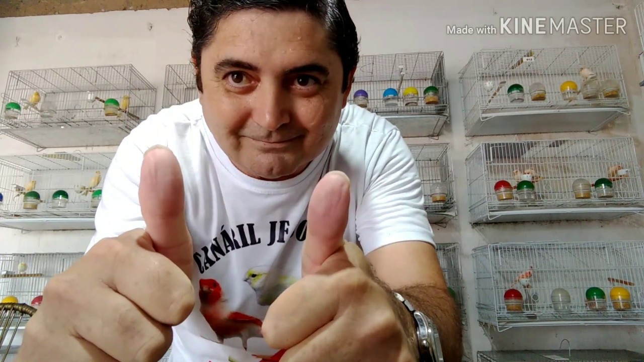 Como tratar de doenças respiratórias nos canários