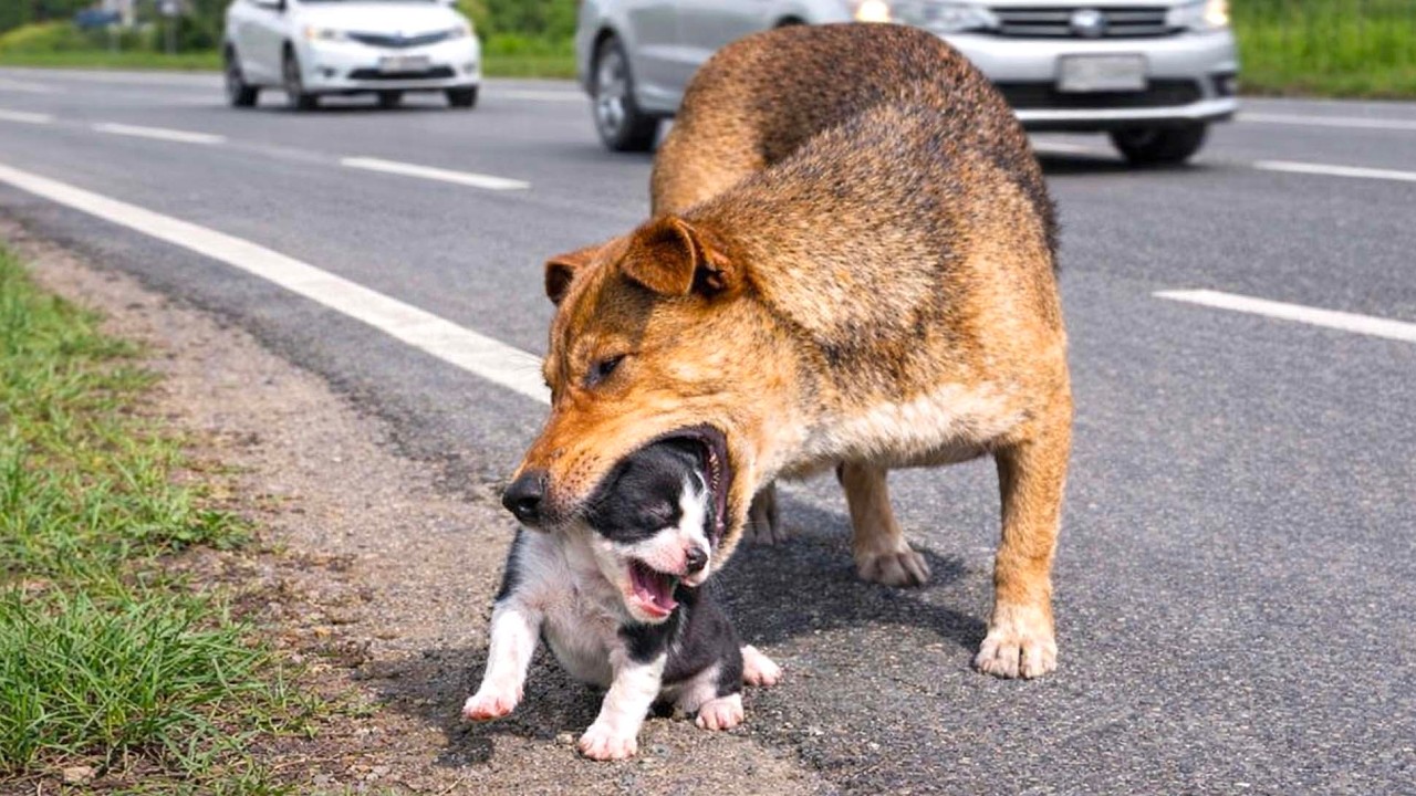 Куда эта собака-мама ведёт щенков? Правда оказалась неожиданной 🐶❓❤️