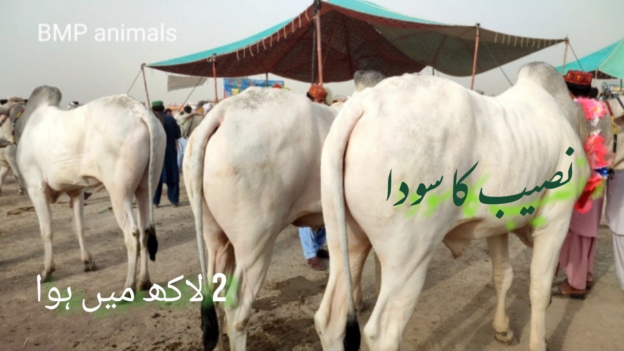 Muhammad pur cattle market Update Dajli bull #qurbani #2022#03101656377 #beautifulanimals