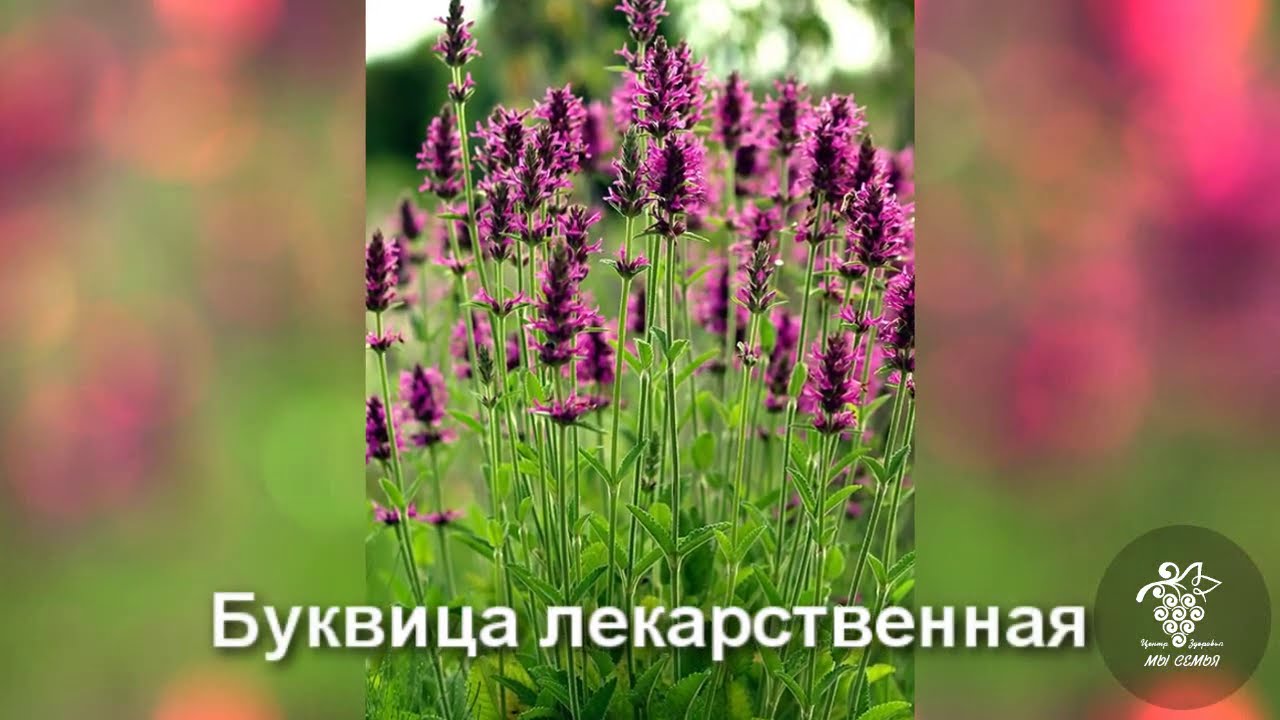 СБОР И СУШКА ТРАВ. БУКВИЦА ЛЕКАРСТВЕННАЯ. СТАЛЬНИК КОЛЮЧИЙ.