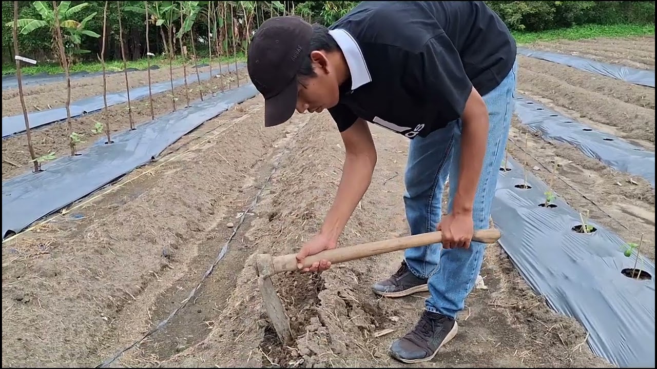 Muhammad Wirawan Zikri_Minggu ke-2_Komoditi Oyong