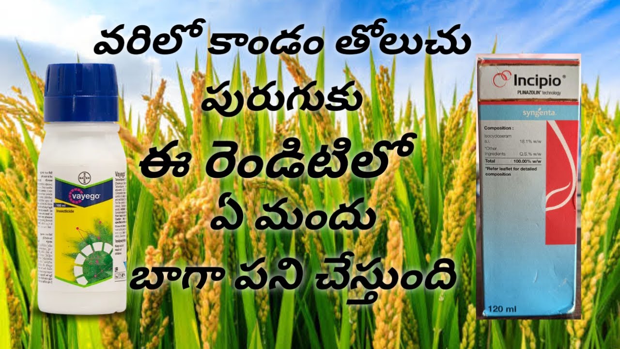 వరి కాండం తోలుచు పురుగుకు, Incipio or Vayego రెండిటిలో ఏది బెస్ట్ మందు 🔥🔥#Agristudent nookesh