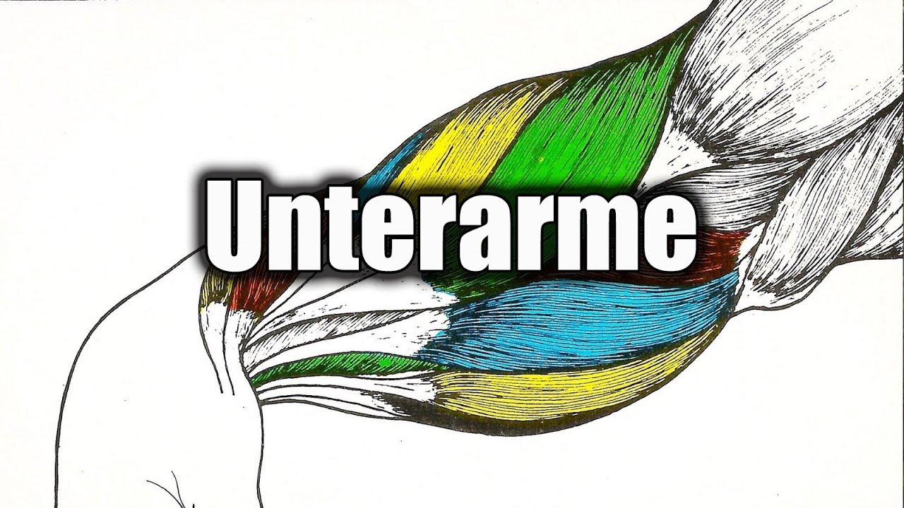 Unterarmtraining - die besten Übungen!