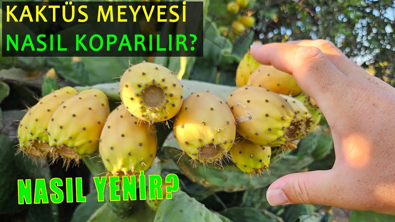 Kaktüs Meyvesi Nasıl toplanır Nasıl yenir?
