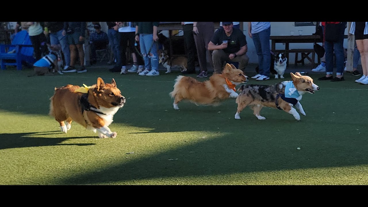 Royal Rumble Run Corgi Race - Heat 4, 2026