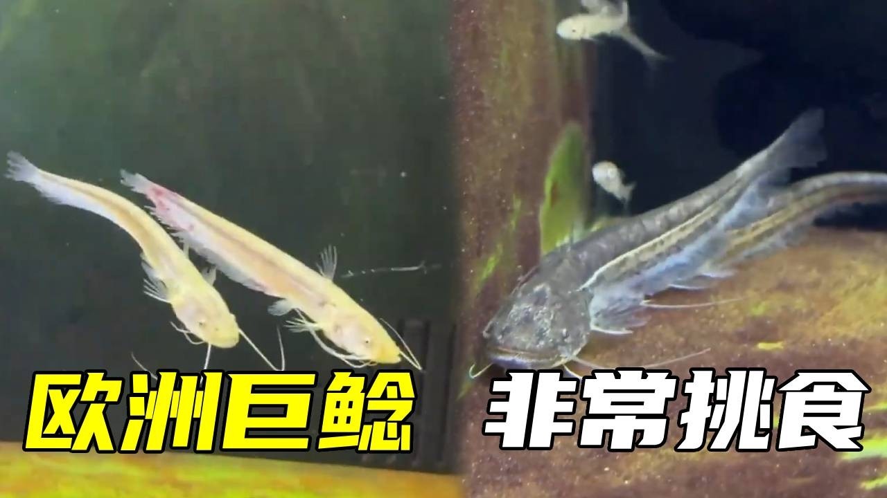 欧洲巨鲶养成计划：4 条小苗，多久能长到上百斤？ 就是怎么这么挑食啊！【鲁伟学长】