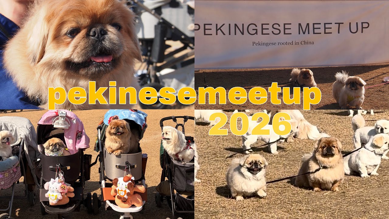 大親友萌萌とゆく、ペキニーズミートアップ2026