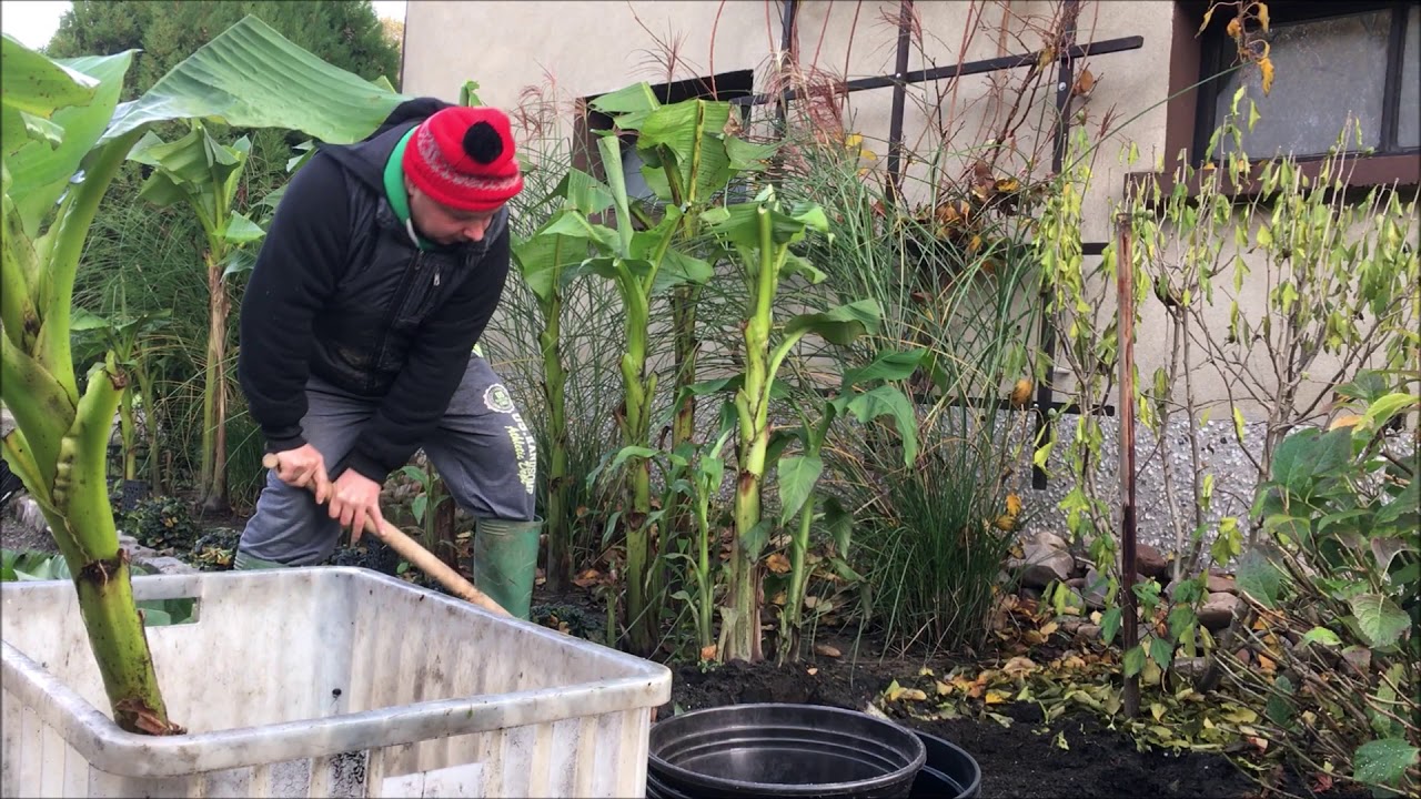 121.🌴🍌Wykopki Bananów Musa Basjoo KONIEC SEZONU🌴🍌05.11.2020🍌