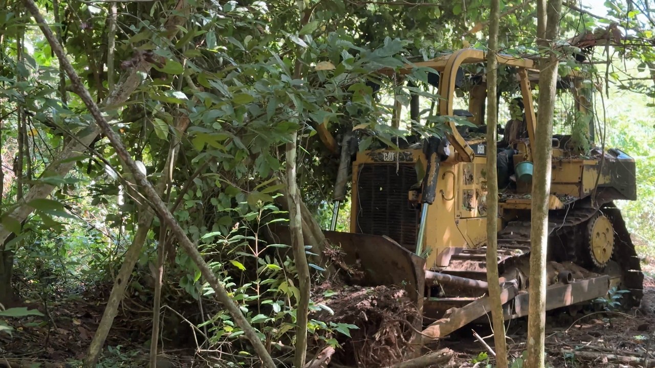 D6R XL Bulldozer Clearing Forest Along Plantation Road
