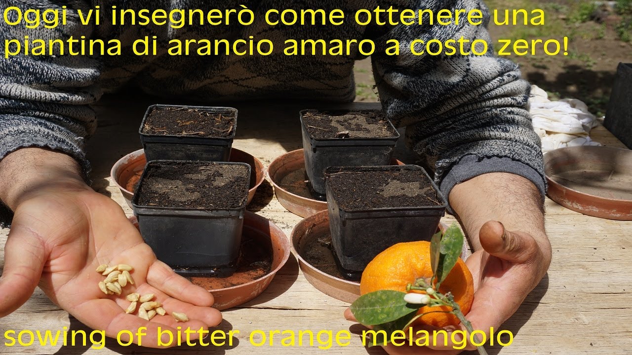 Semina  del melangolo